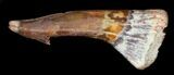 Onchopristis (Giant Sawfish) Rostral Barb #35896-1